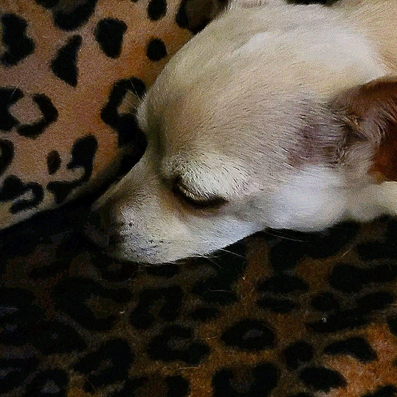 Meet your Posher, Dyan - Picture 2 of 2